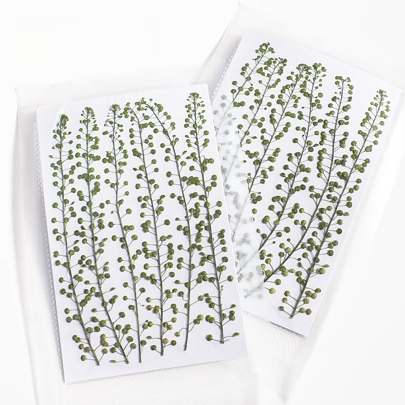 Natural Color Green Bell Grass - Resin Art Baby ulasan dan harga