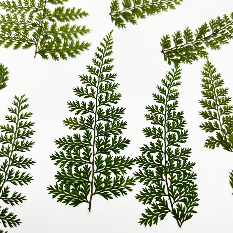 100Pcs Natural Rain Fern Leaf  - Resin Art Baby ulasan dan harga