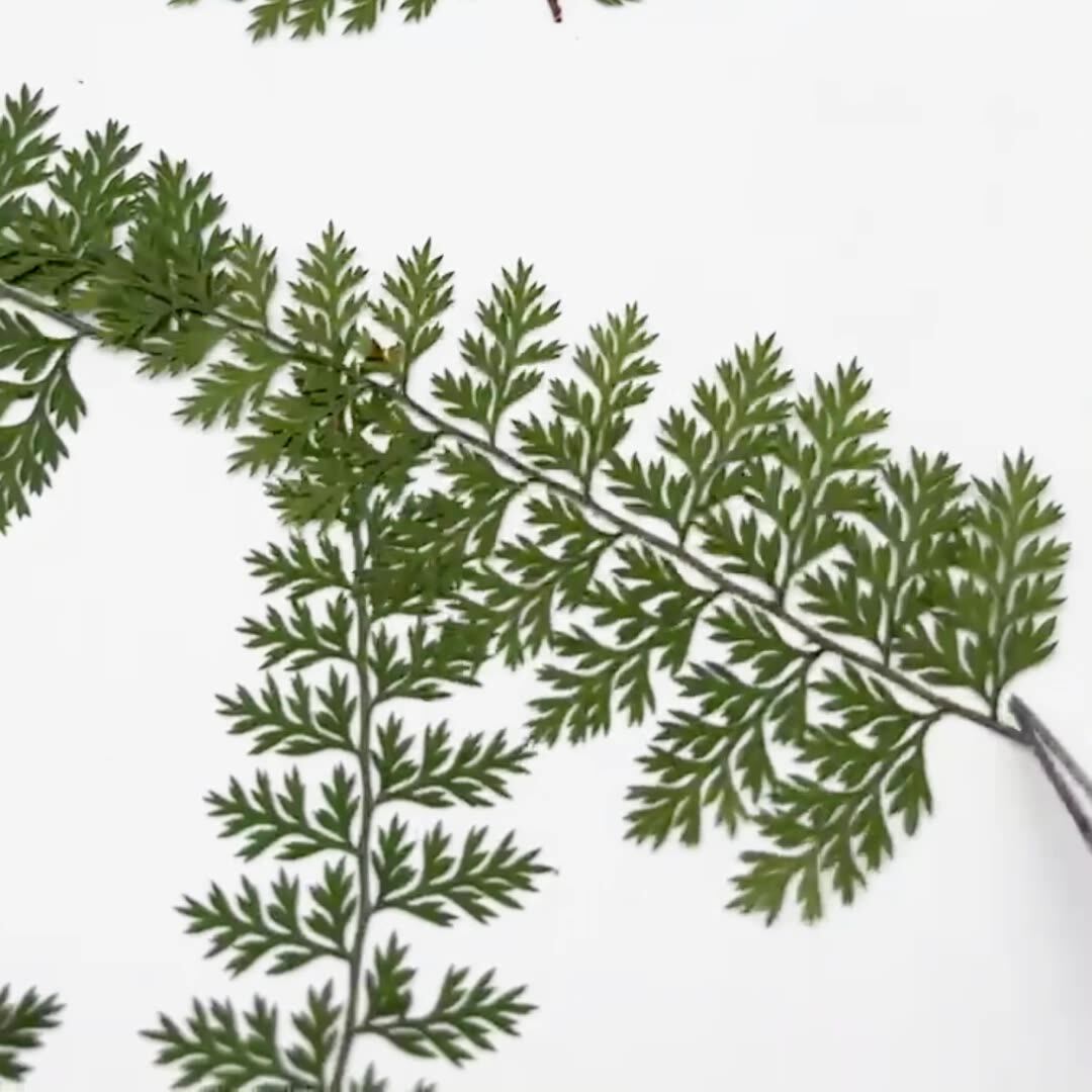 100Pcs Natural Rain Fern Leaf  - Resin Art Baby ulasan dan harga