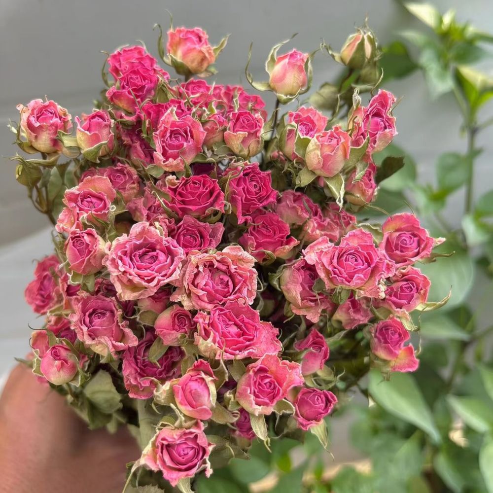 Natural Dried Bubble Rose Flow - Resin Art Rose ulasan dan harga