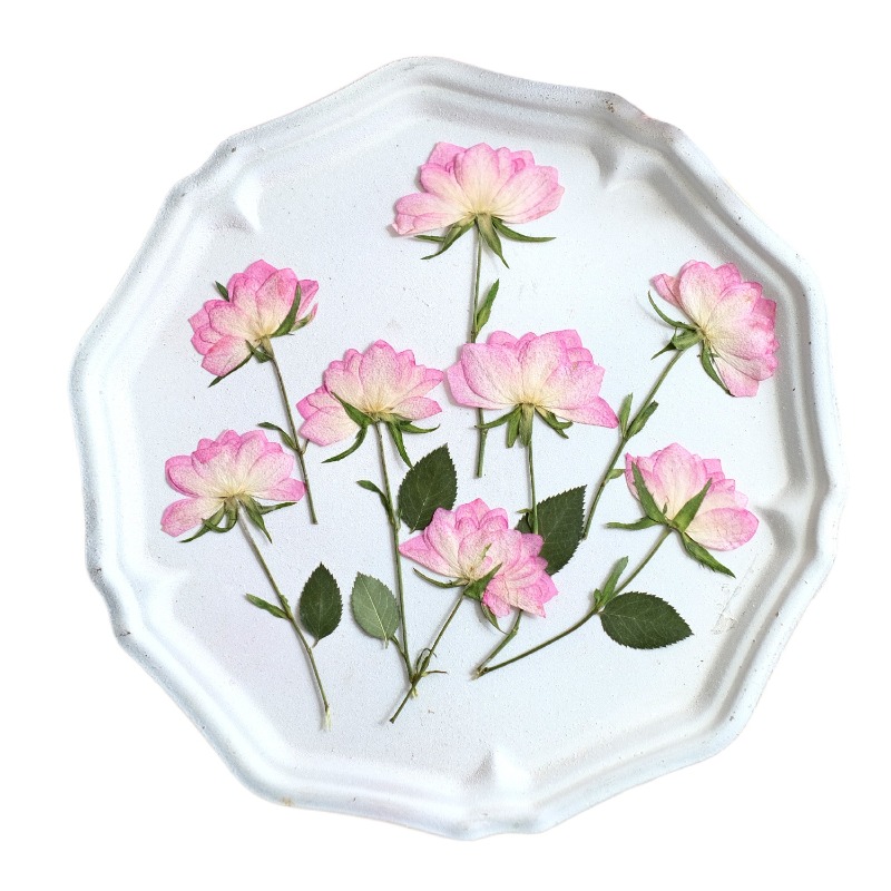 12pcs,Real Dried Pressed Flowe - Resin Art Baby ulasan dan harga